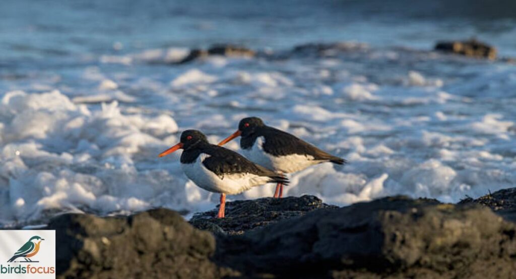Eurasian Oystercatcher