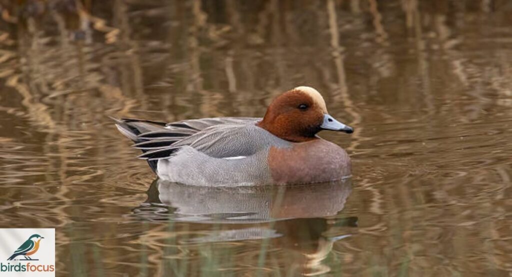 Eurasian Wigeon