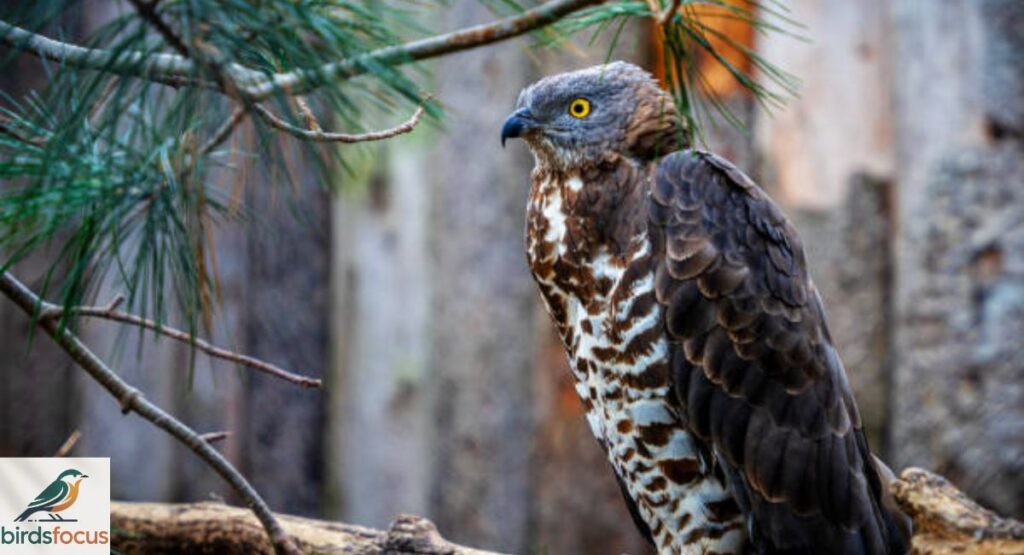 European Honey Buzzard