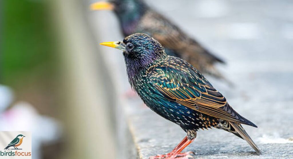 European Starling