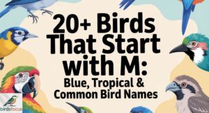 20+Birds That Start With M: Blue, Tropical & Common Bird Names