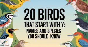 20 Birds That Start With Y: Names and Species You Should Know