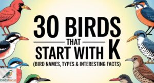 30 Birds That Start With K (Bird Names, Types & Interesting Facts)