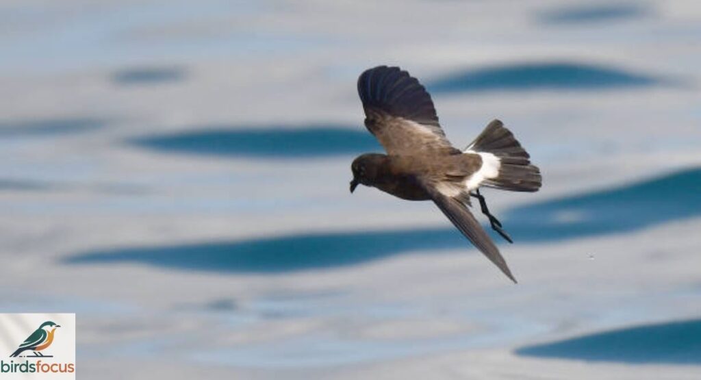 Leach’s Storm-Petrel