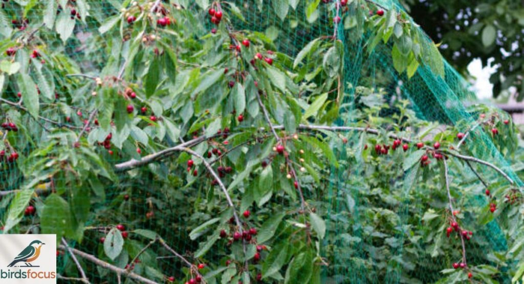 Best Bird Netting for Garden