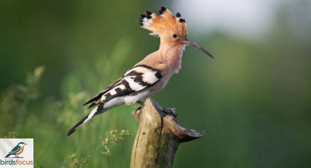 Eurasian Hoopoe (Upupa)