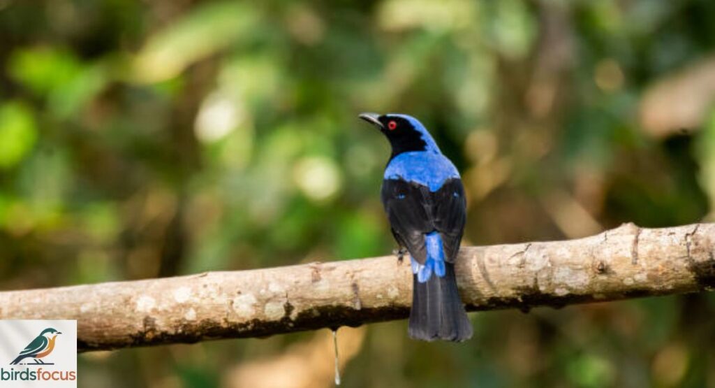 Fairy-bluebird