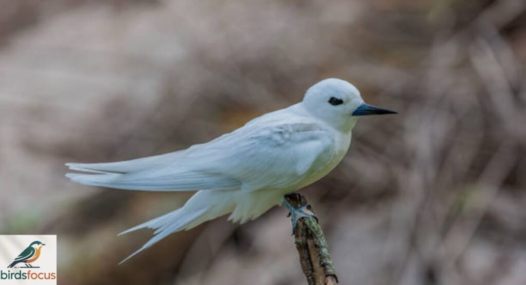 Fairy Tern