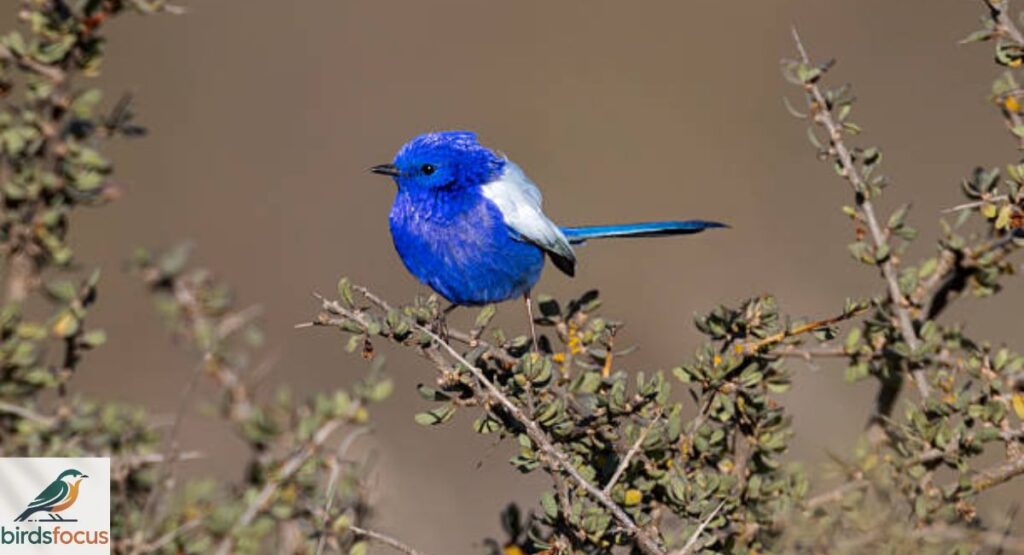 Fairywren