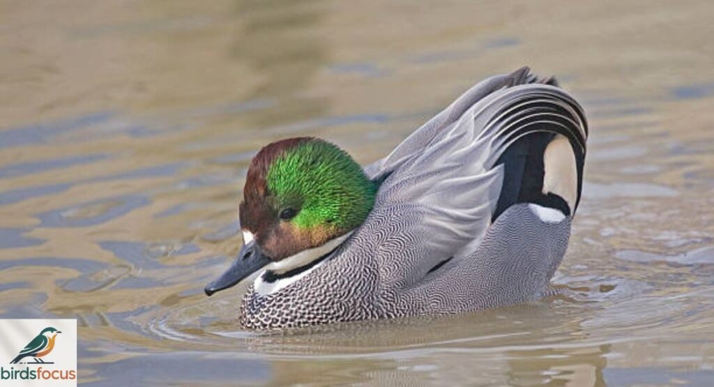 falcated-duck