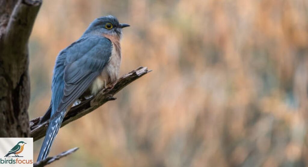 Fan-tailed Cuckoo