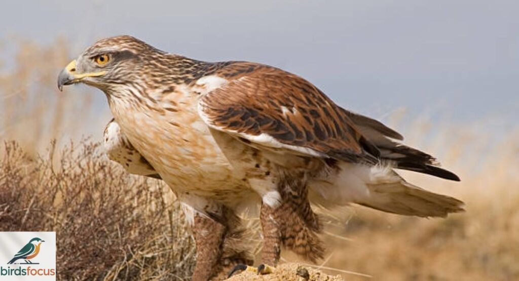 Ferruginous Hawk