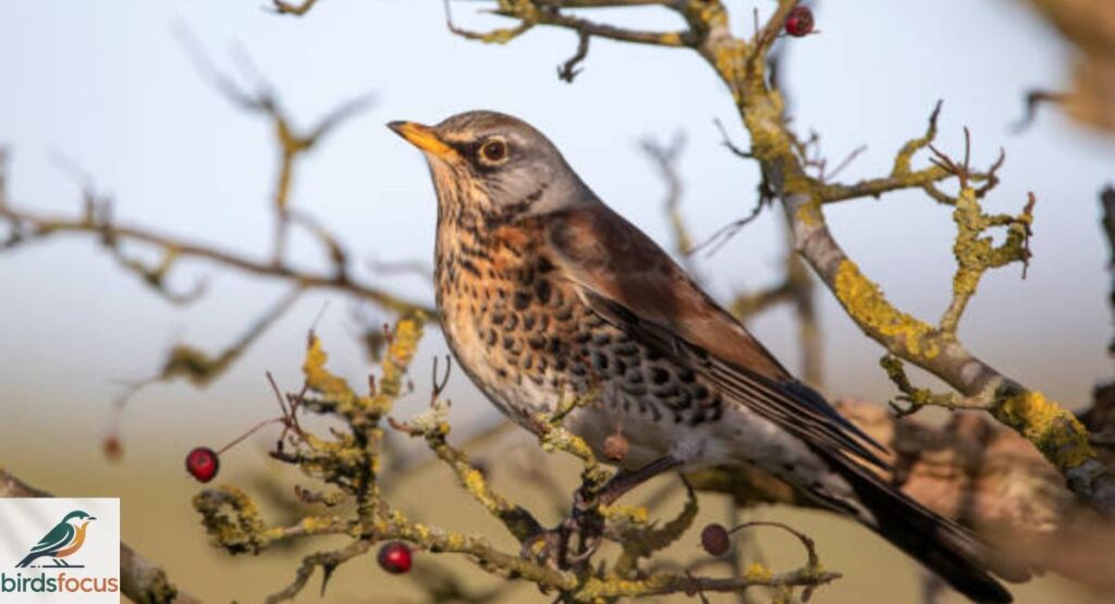 Fieldfare