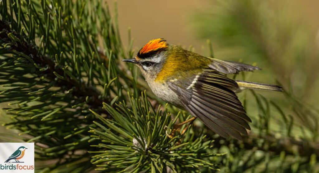 Firecrest