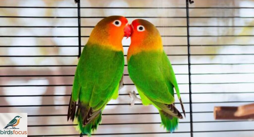Fischer’s Lovebird