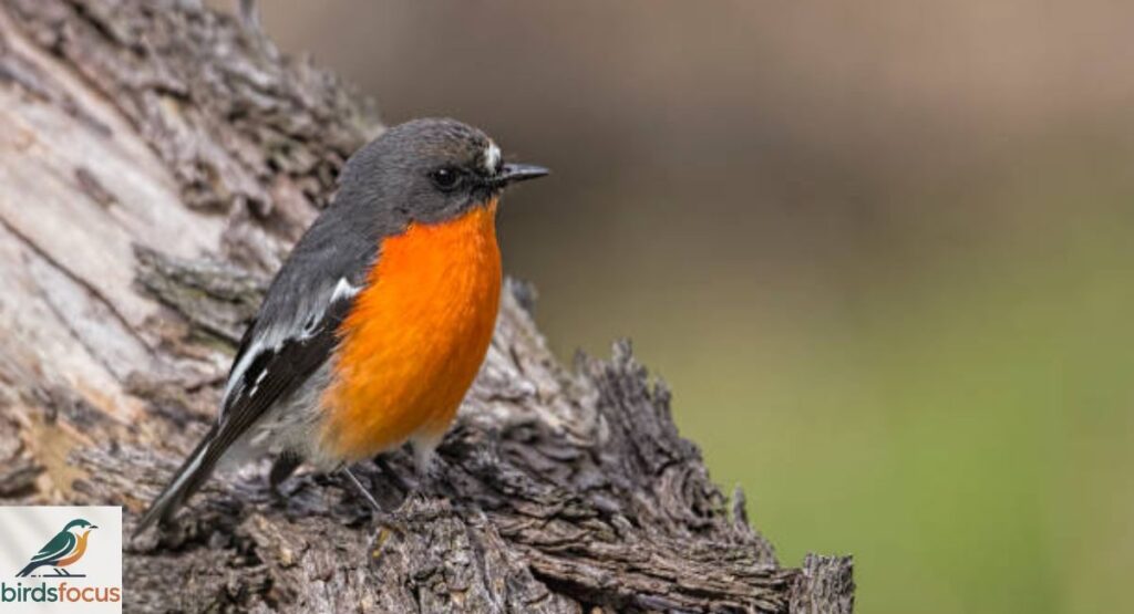 Flame Robin
