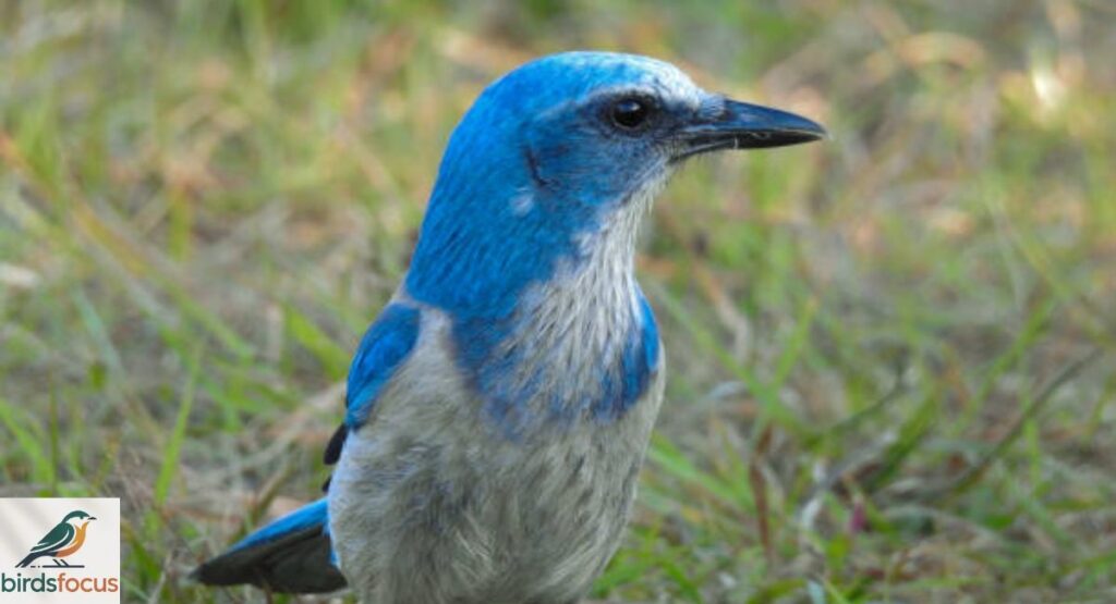 Florida Scrub-Jay