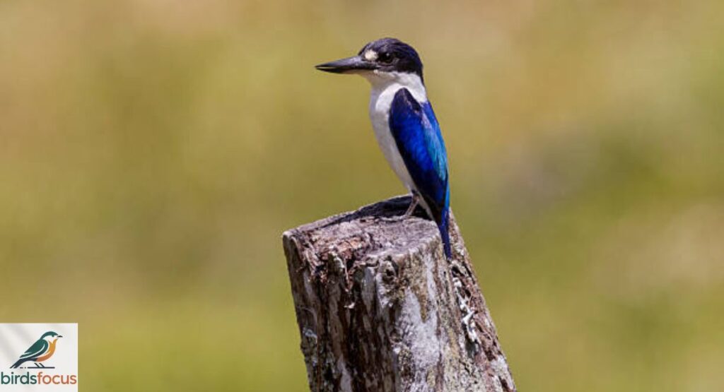 Forest Kingfisher