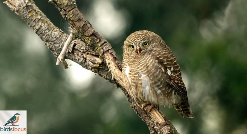 Forest Owlet