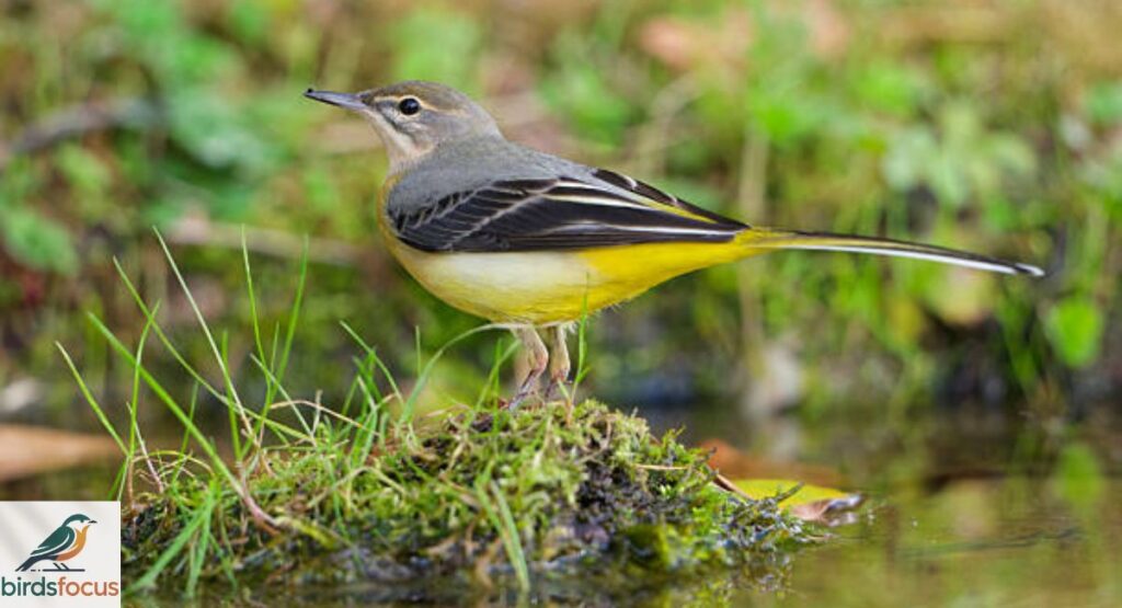 Forest Wagtail