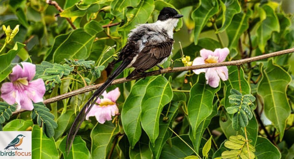 Fork-tailed Flycatcher