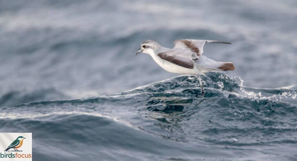 Fork-tailed Storm Petrel
