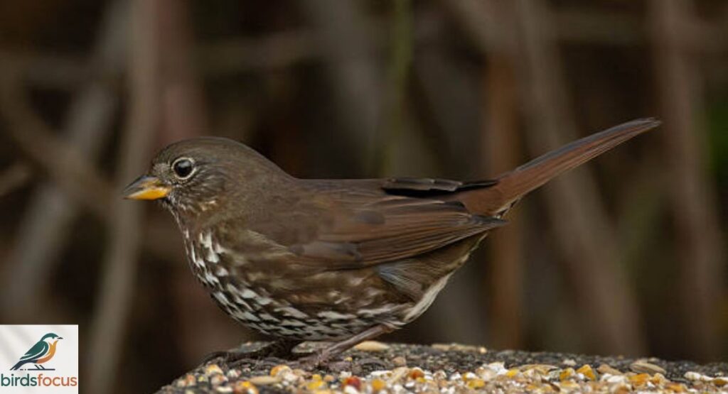 Fox Sparrow