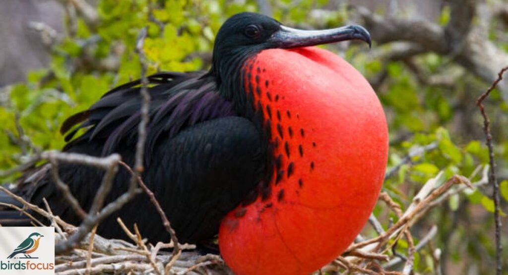 Frigatebird
