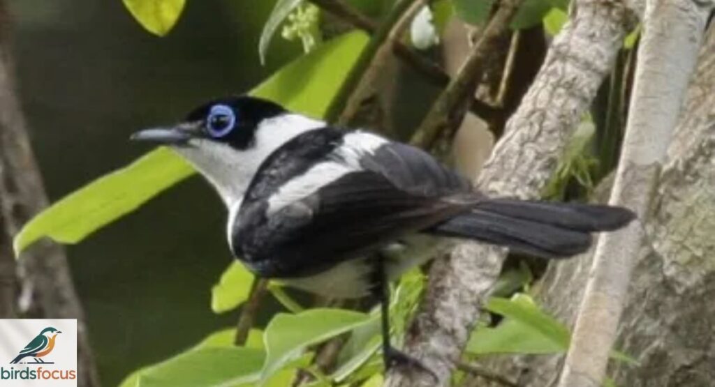 Frill-necked Monarch