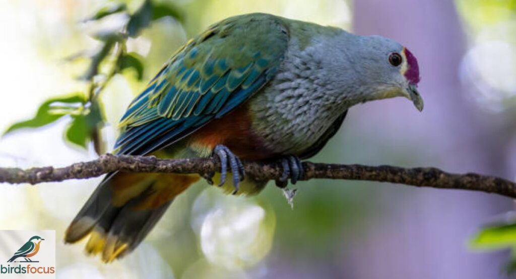 Fruit Dove