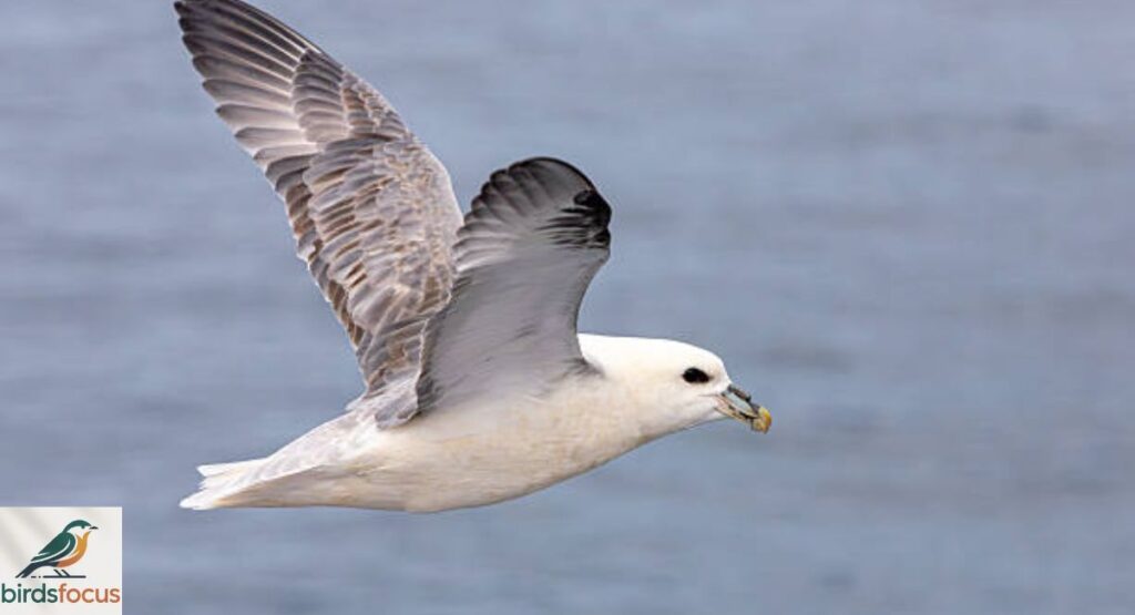 fulmar