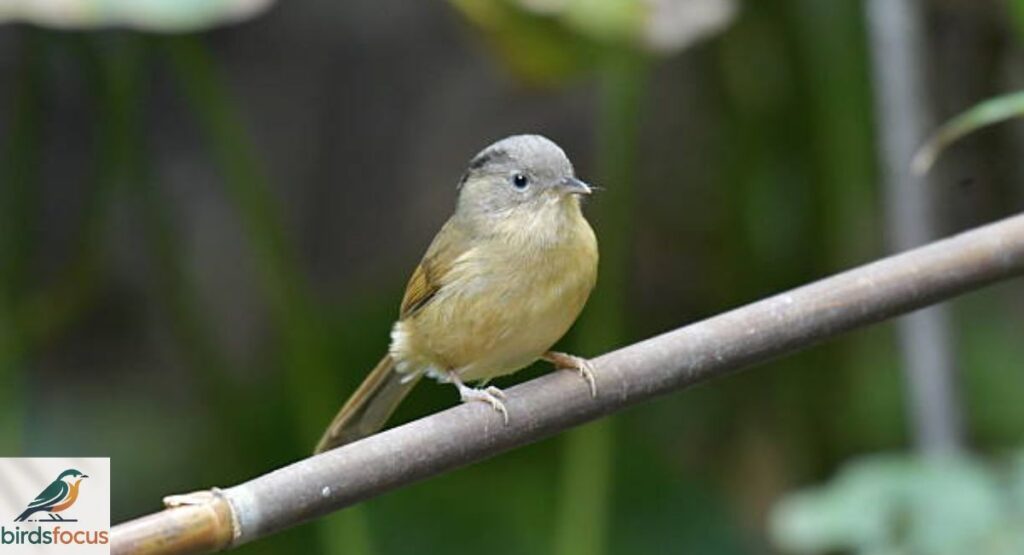 Fulvetta