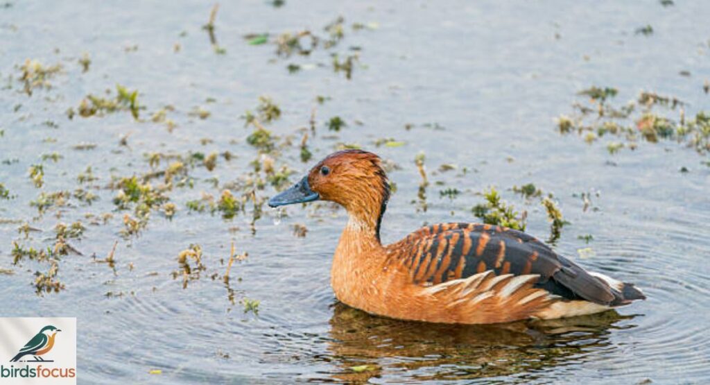 Fulvous Whistling Duck