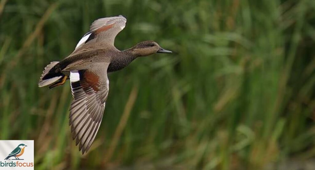 Gadwall