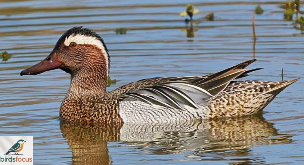 Garganey