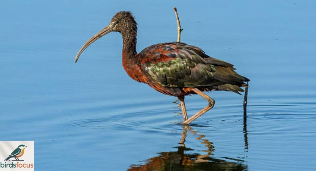 Glossy Ibis