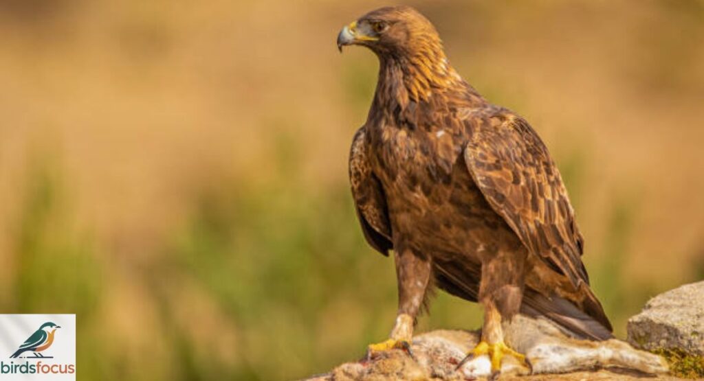 Golden Eagle