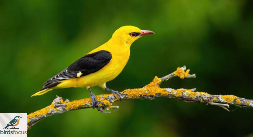 Golden Oriole