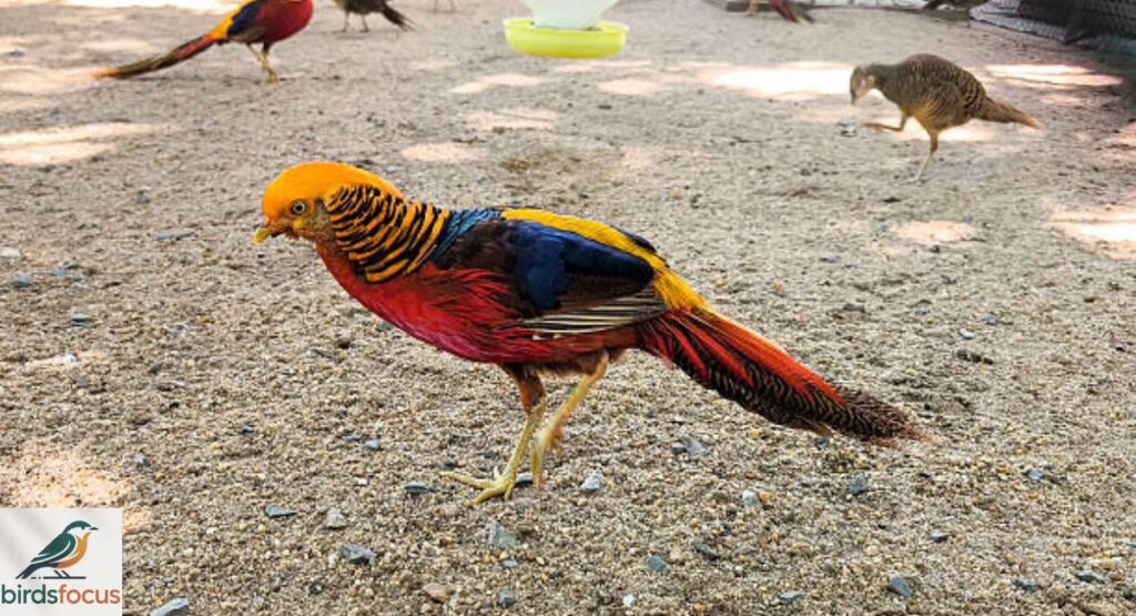 Golden Pheasant