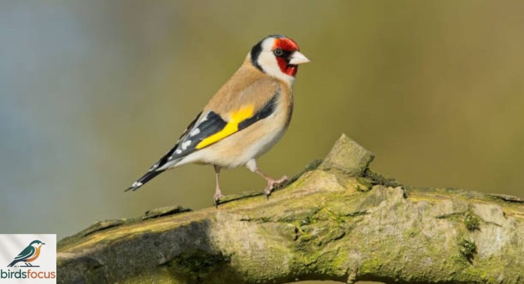 Goldfinch