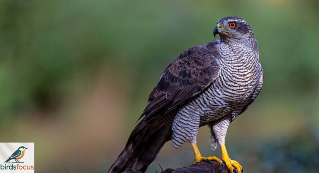 Goshawk