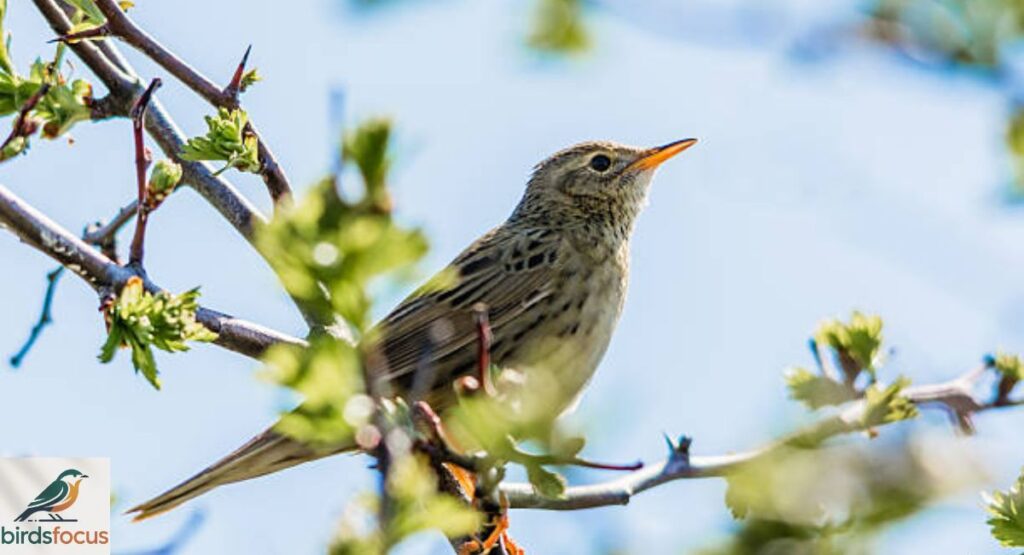 Grasshopper Warbler