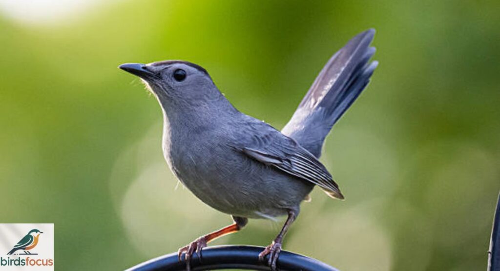 Gray Catbird