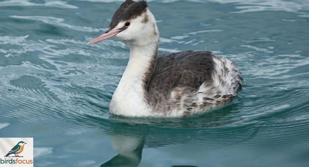 Great Crested Grebe