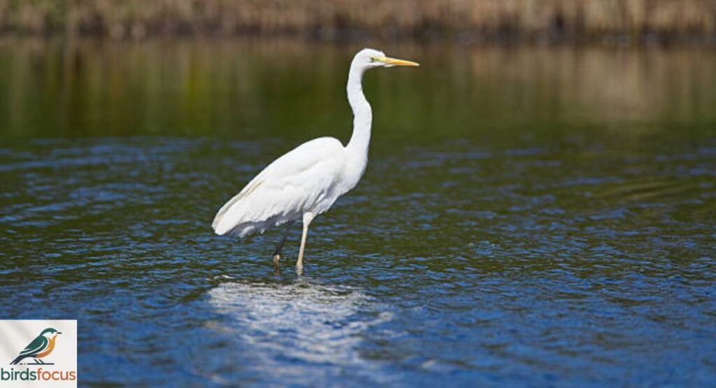Great Egret