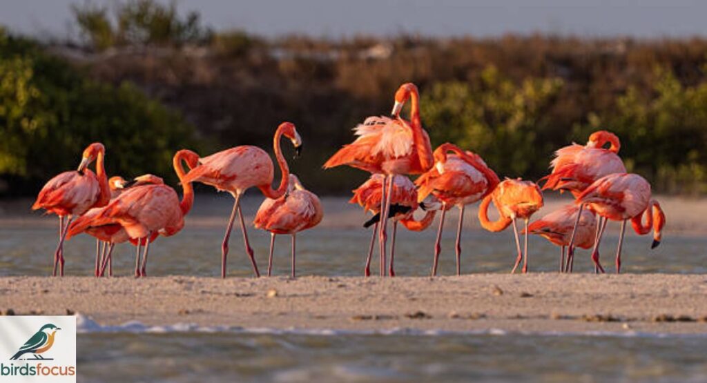 Greater Flamingo