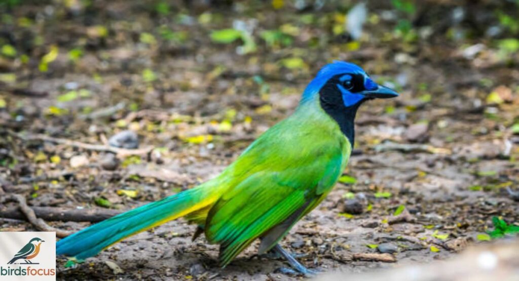 Green Jay