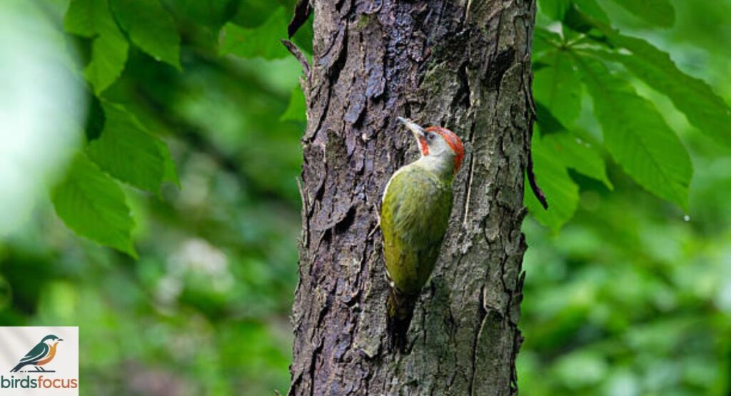 Green Woodpecker