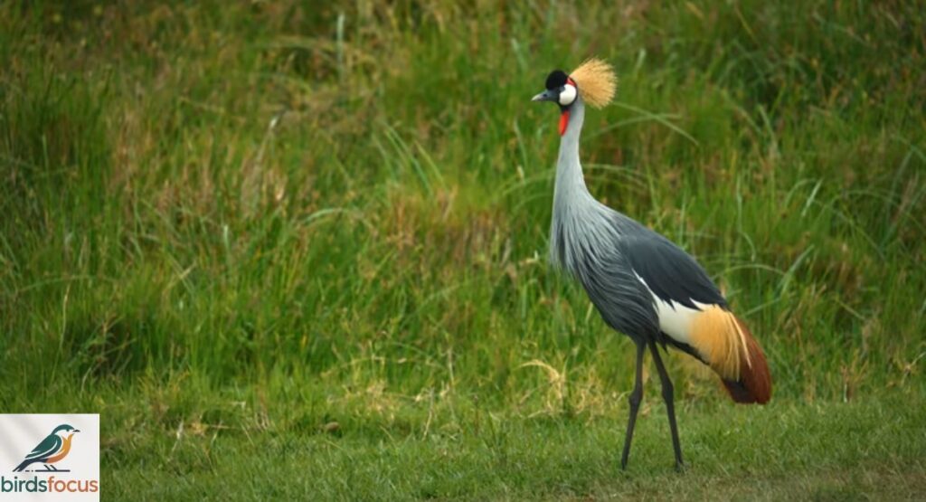 Grey Crowned Crane