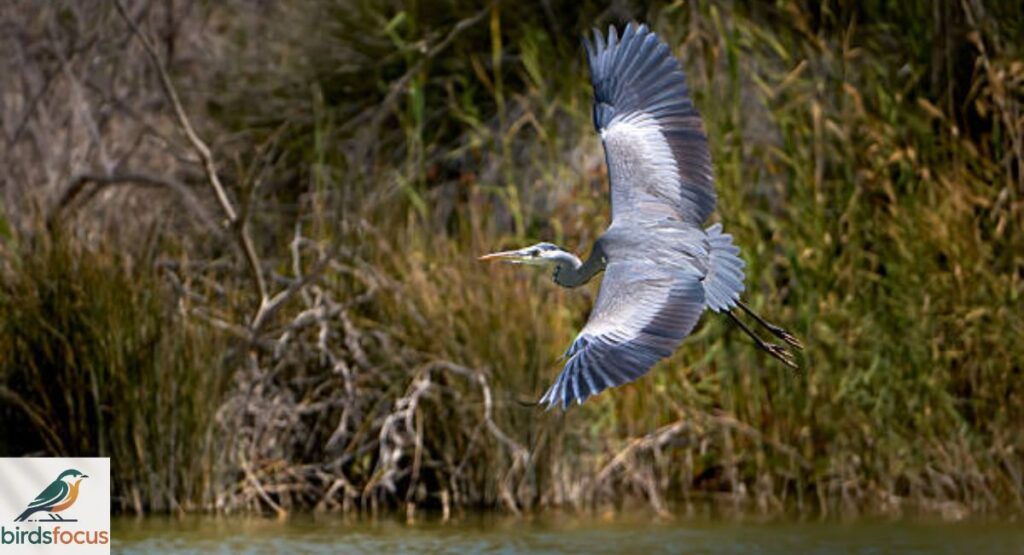 Grey Heron